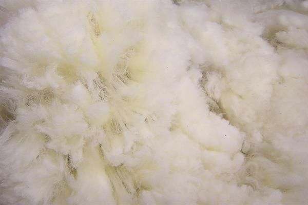 Wool Fibre